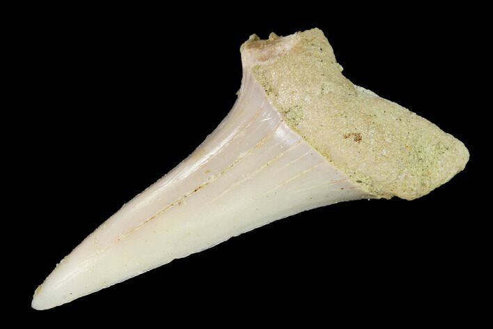 Fossil Mako Shark Tooth On Sandstone - Bakersfield, CA #144469